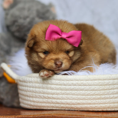 Hazel - Available 6/25