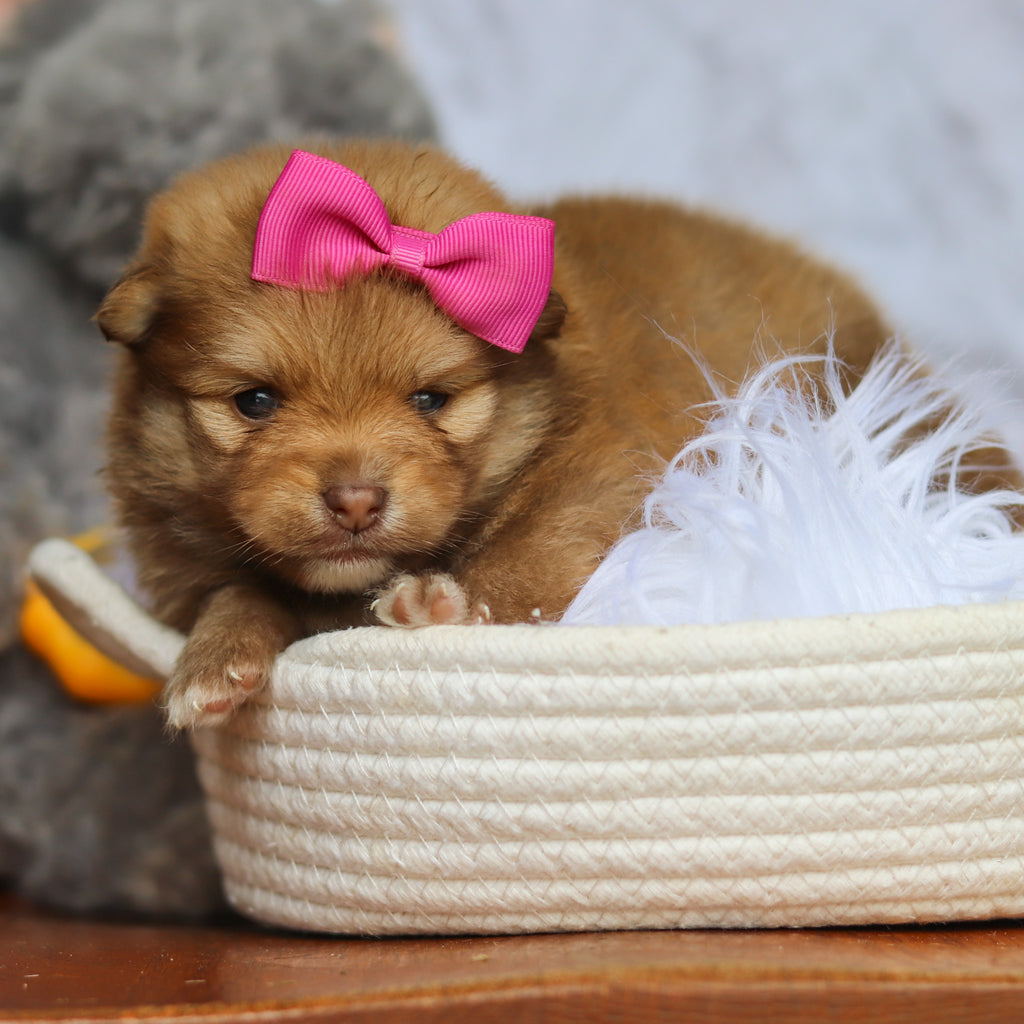 Hazel - Available 6/25