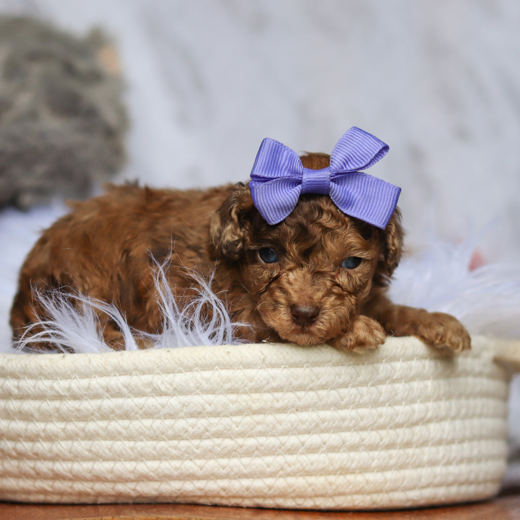 Suki - Available 6/25