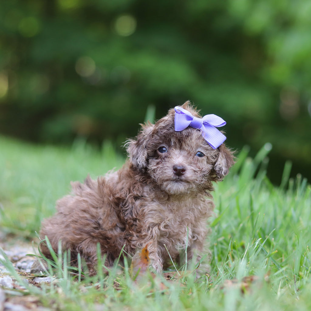 Suki - Available 6/25