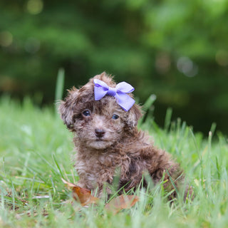 Suki - Available 6/25