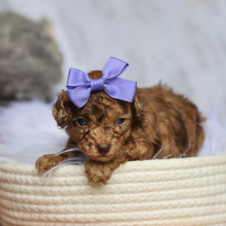 Suki - Available 6/25