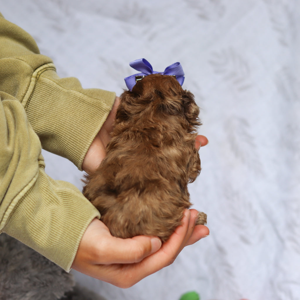 Suki - Available 6/25