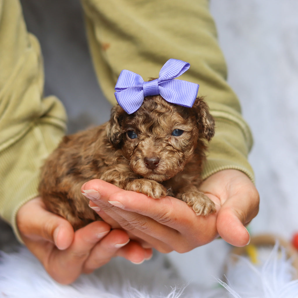 Suki - Available 6/25