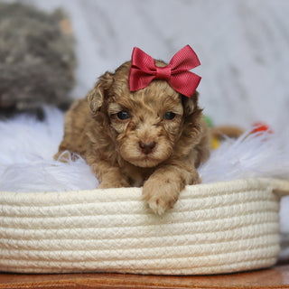 Stella - Available 6/25