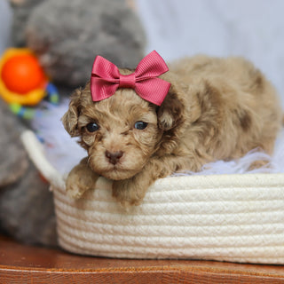 Stella - Available 6/25