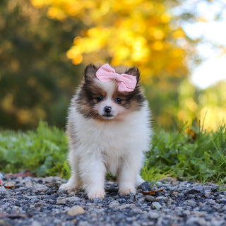 Gillian - Available 10/15