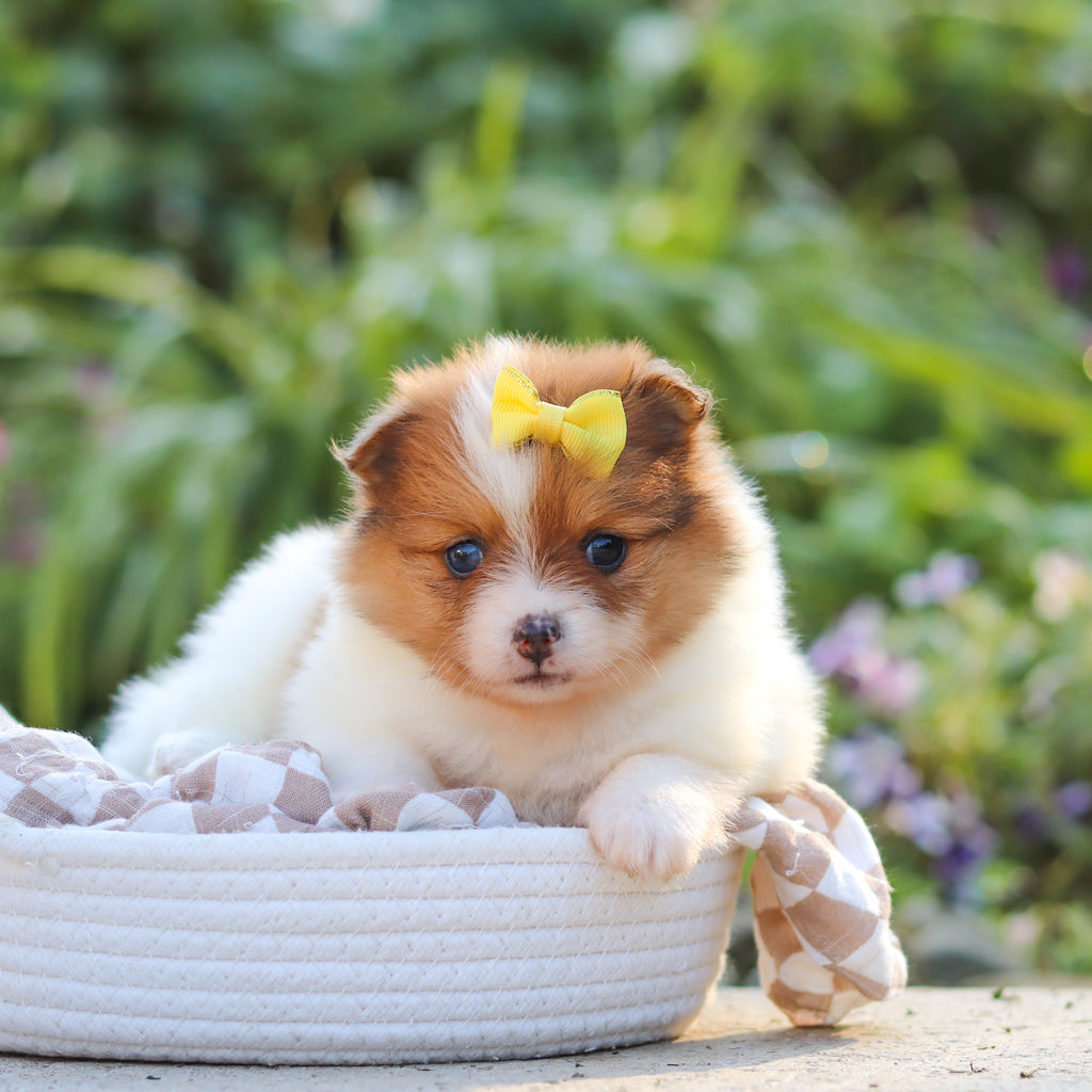 Gladys - Available 10/15