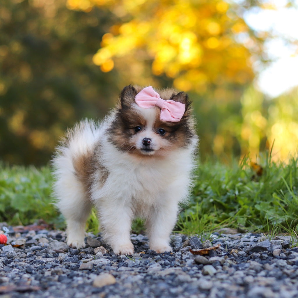 Gillian - Available 10/15