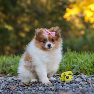 Gladys - Available 10/15