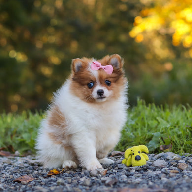 Gladys - Available 10/15
