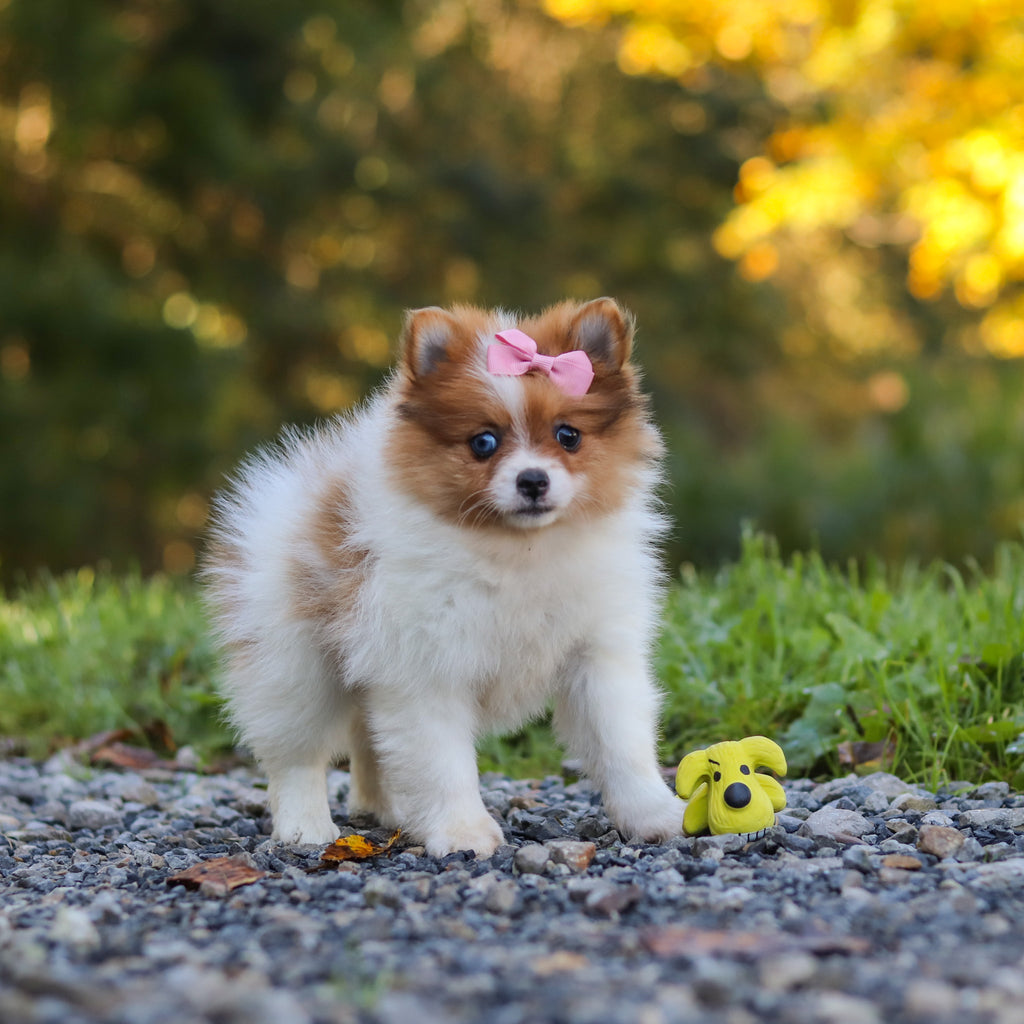 Gladys - Available 10/15