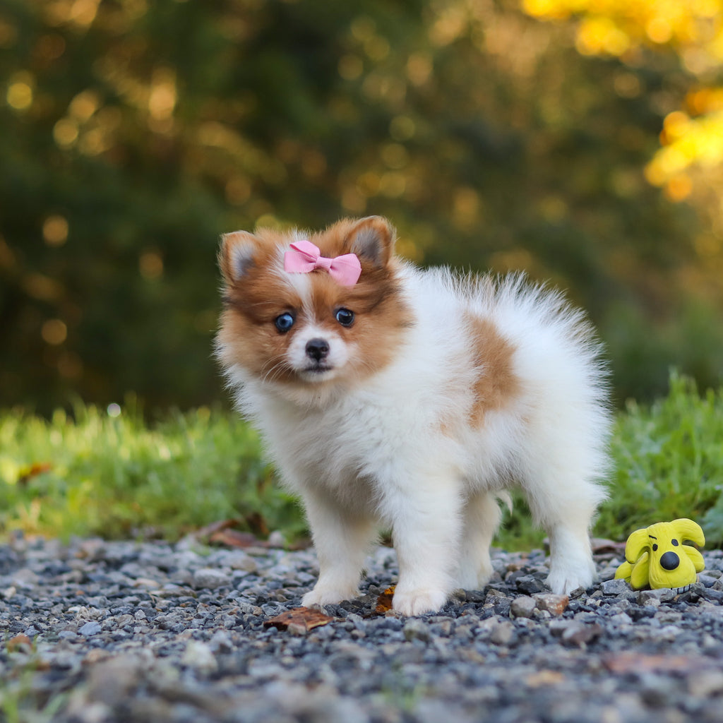 Gladys - Available 10/15