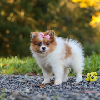 Gladys - Available 10/15