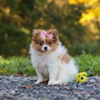 Gladys - Available 10/15