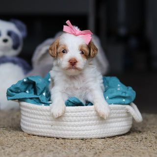 Sandy - Available 10/22