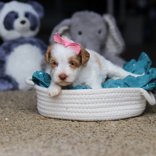 Sandy - Available 10/22
