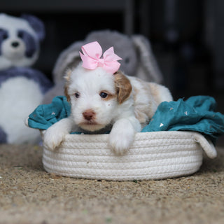 Sophie - Available 10/22