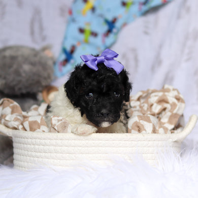 Velma - Available 7/16