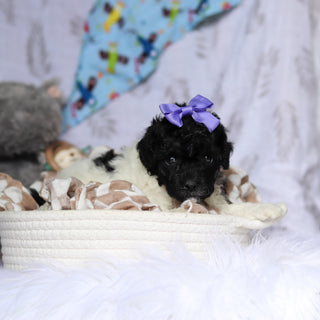 Velma - Available 7/16