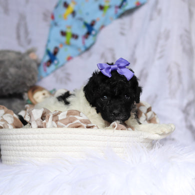 Velma - Available 7/16