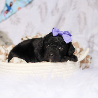 Phyllis - Available 7/23