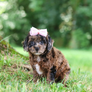 Piper - Available 7/23