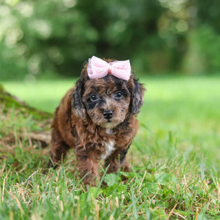 Piper - Available 7/23