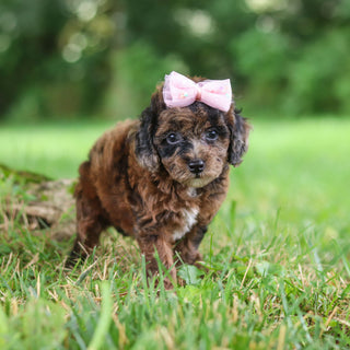 Piper - Available 7/23