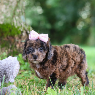 Piper - Available 7/23