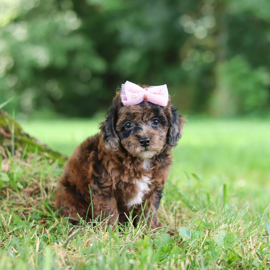 Piper - Available 7/23