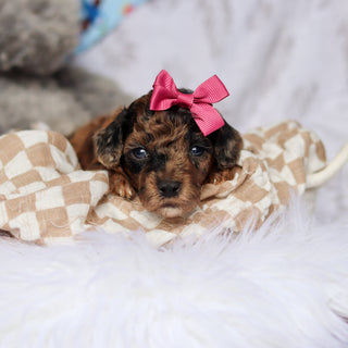 Piper - Available 7/23