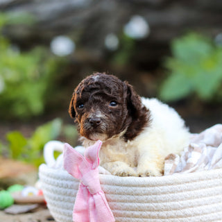 Wynona - Available 10/1