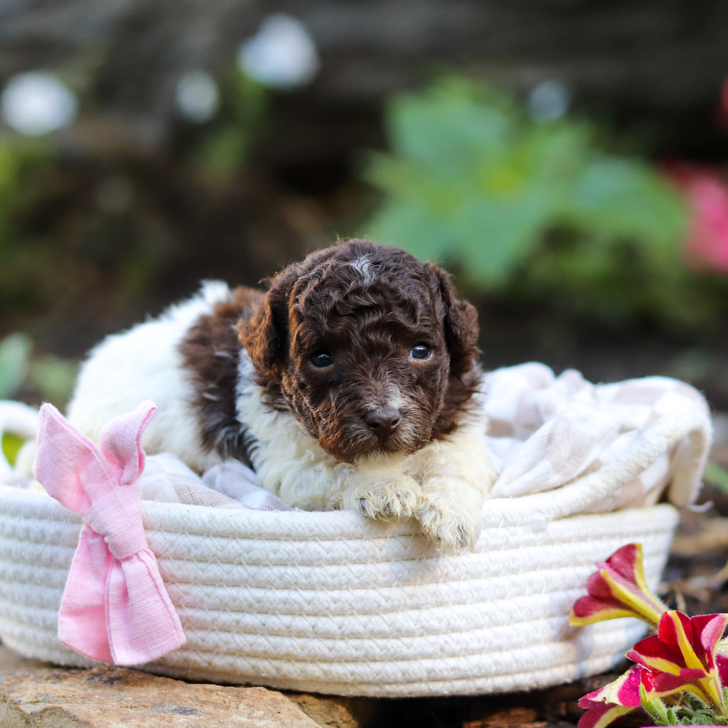 Wynona - Available 10/1