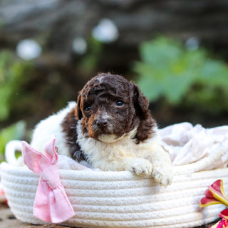 Wynona - Available 10/1