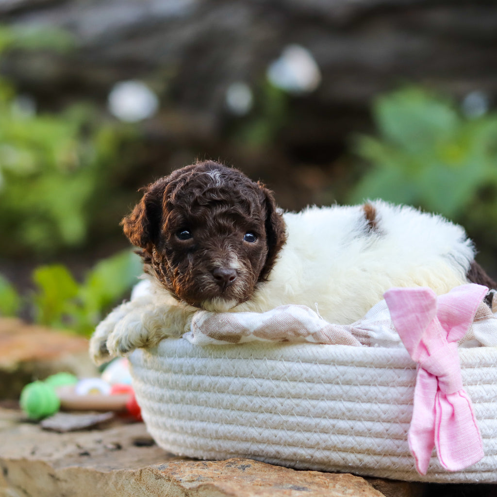 Wynona - Available 10/1