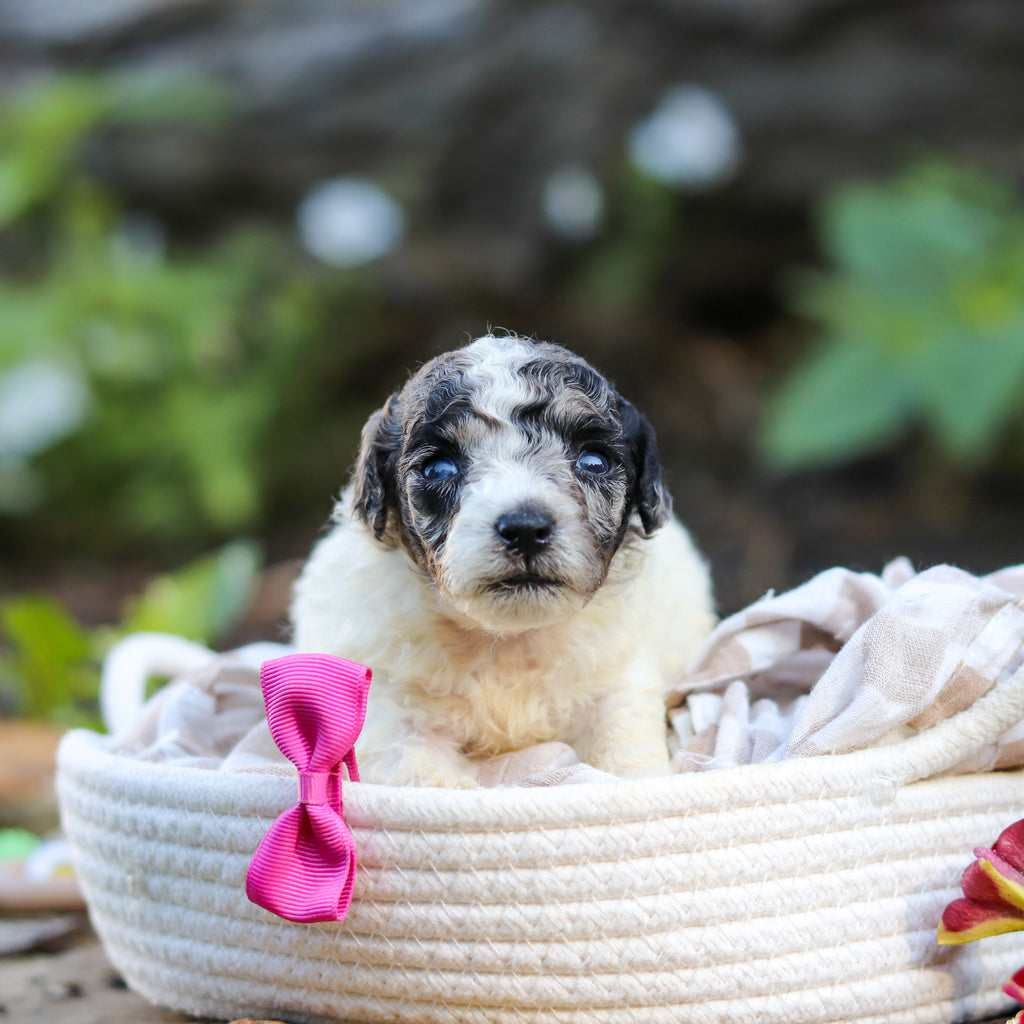 Willa - Available 10/1