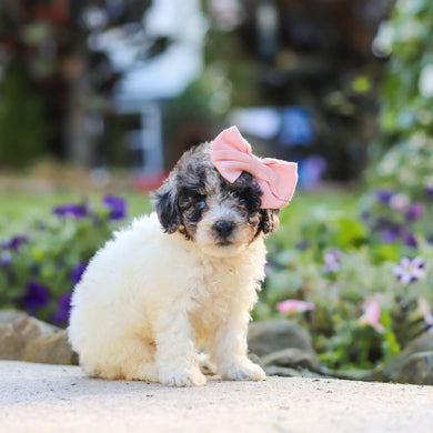Willa - Available 10/1