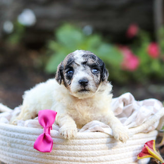Willa - Available 10/1