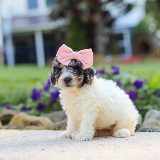 Willa - Available 10/1