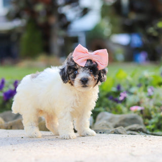 Willa - Available 10/1