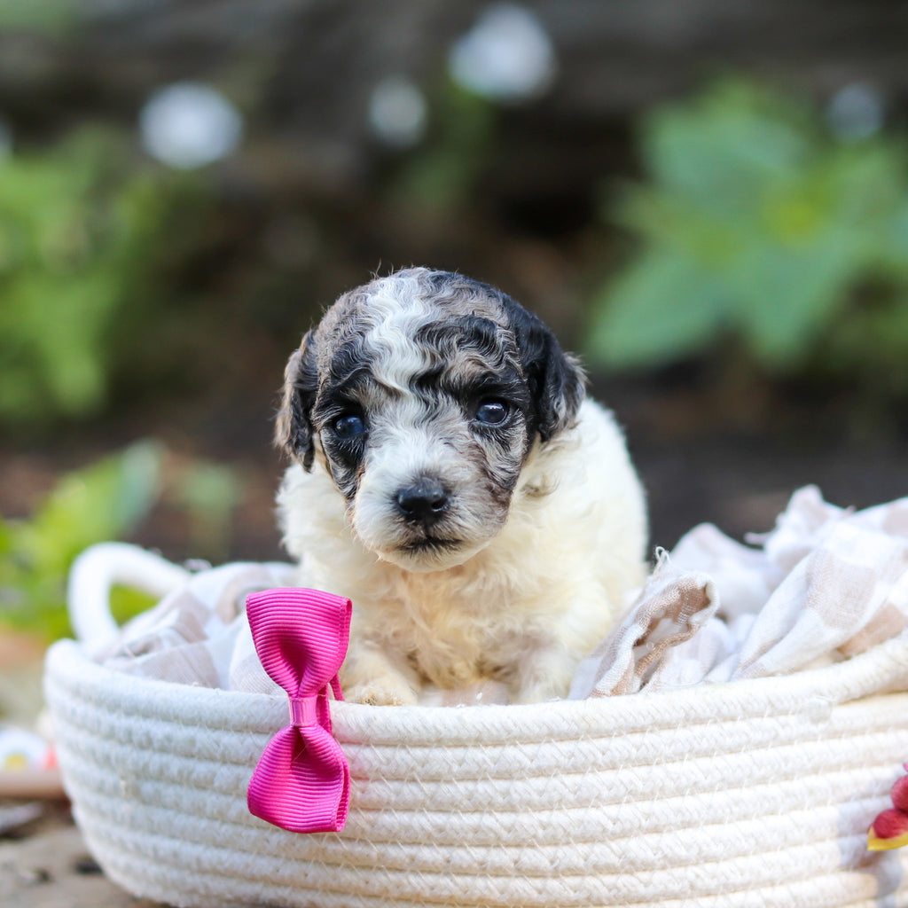 Willa - Available 10/1