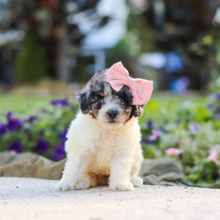 Willa - Available 10/1