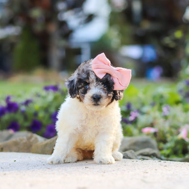 Willa - Available 10/1