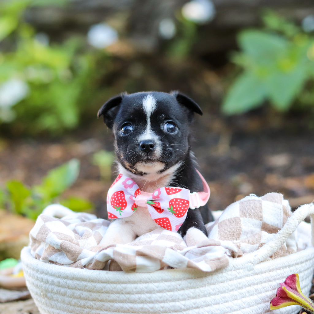 Lillian - Available 9/24