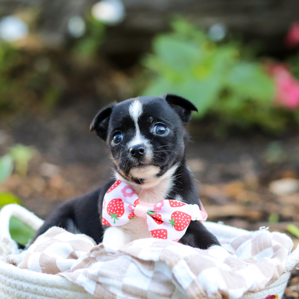 Lillian - Available 9/24