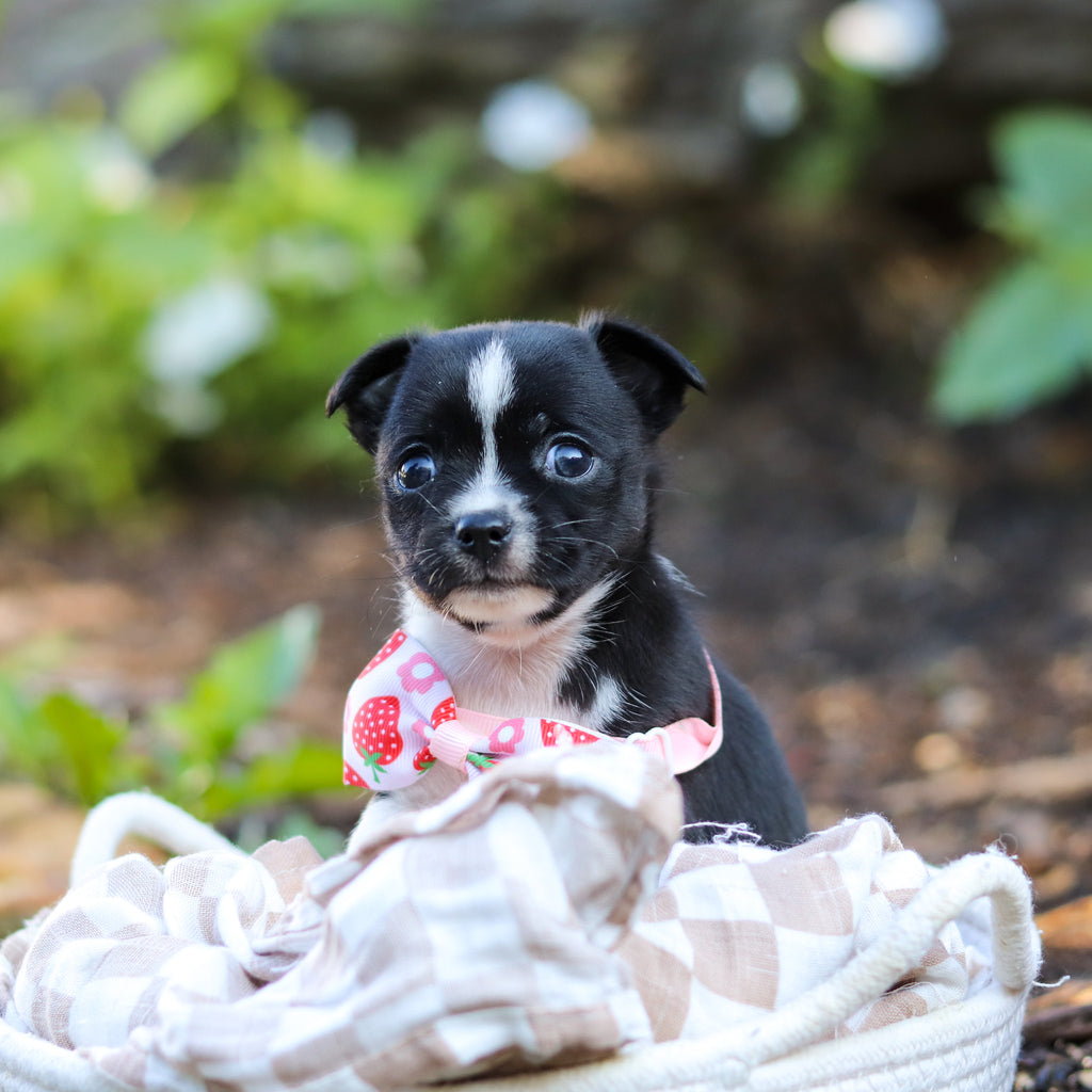 Lillian - Available 9/24