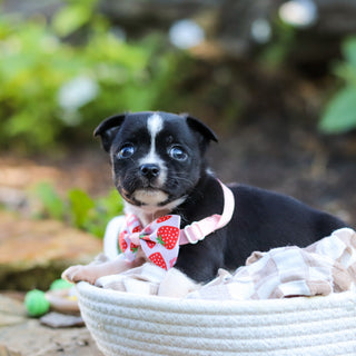 Lillian - Available 9/24