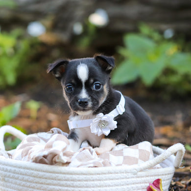 Luna - Available 9/24