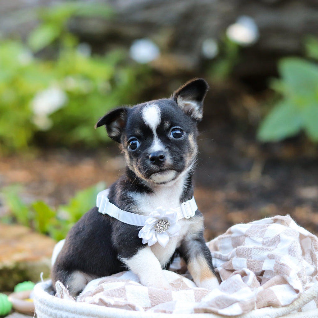 Luna - Available 9/24
